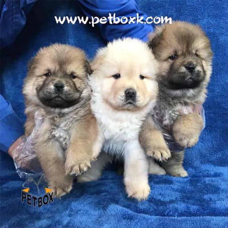 فروش خسته ترین نژاد دوست داشتنی