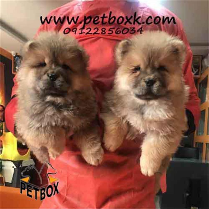 فروش چاوچاو های پرتقالی و سفید عسلی