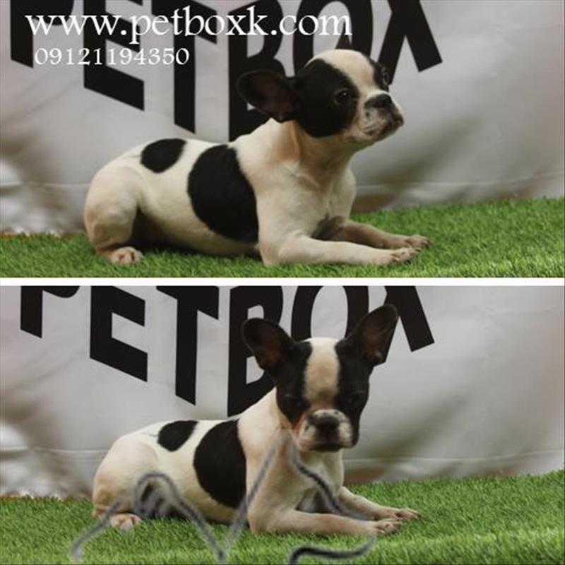 فروش فرنچ بولداگ شجاع و سرزنده