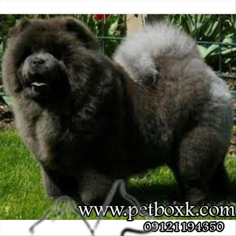 فروش توله چاوچاو خاص و کمیاب بلو