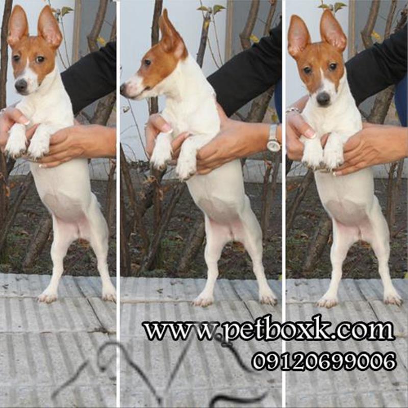 نژاد خاص و کمیاب جک راسل ( گوله انرژی )