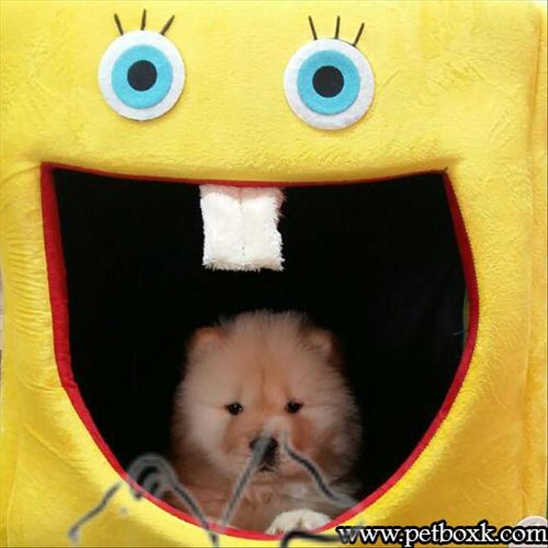 فروش توله های چاوچاو سفید عسلی با کیفیت عالی