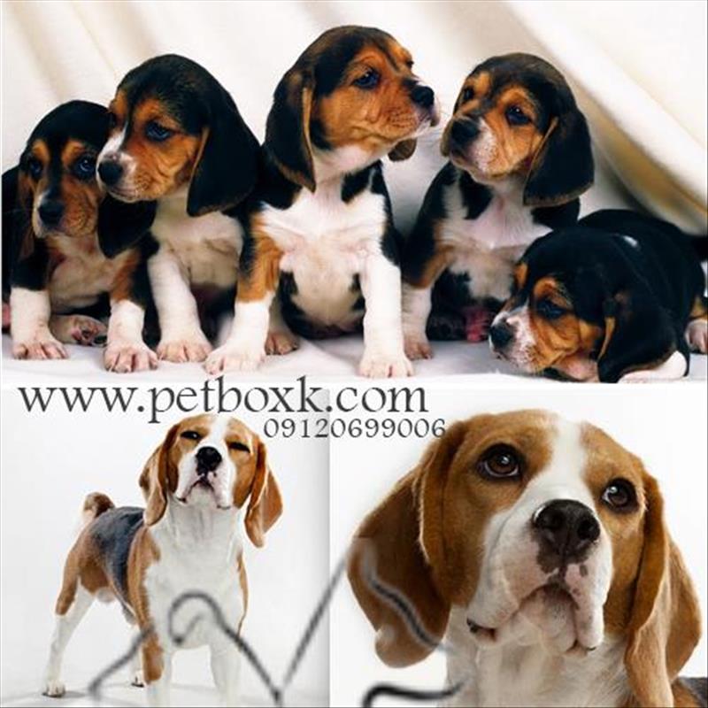 پیش فروش توله های بیگل گوش دراز