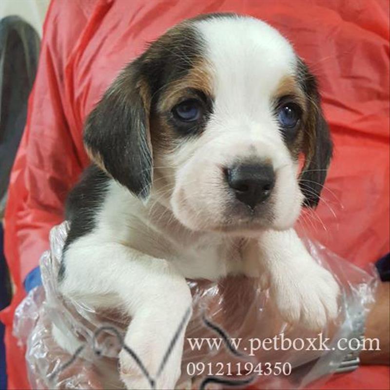 فروش توله هاى بيگل باهوش و جسور 