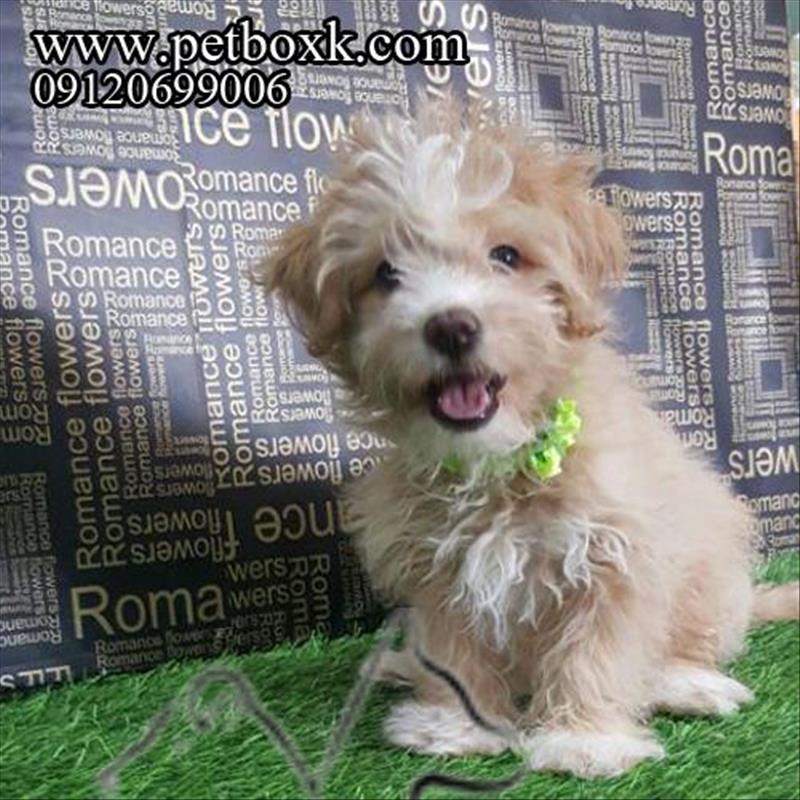 فروش پودل تریر شیطون و فرفری