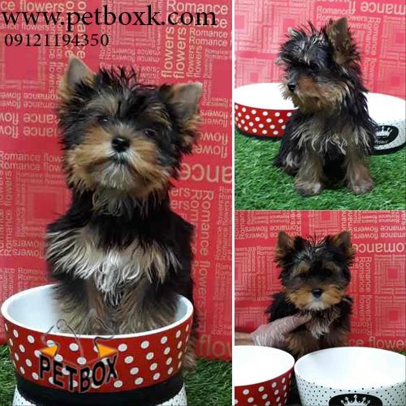 فروش توله های زیبای ابریشمی یورکشایرتریر