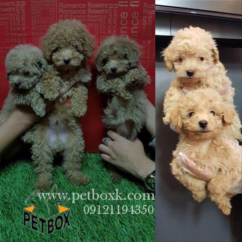 فروش توله های پودل عروسکی بامزه