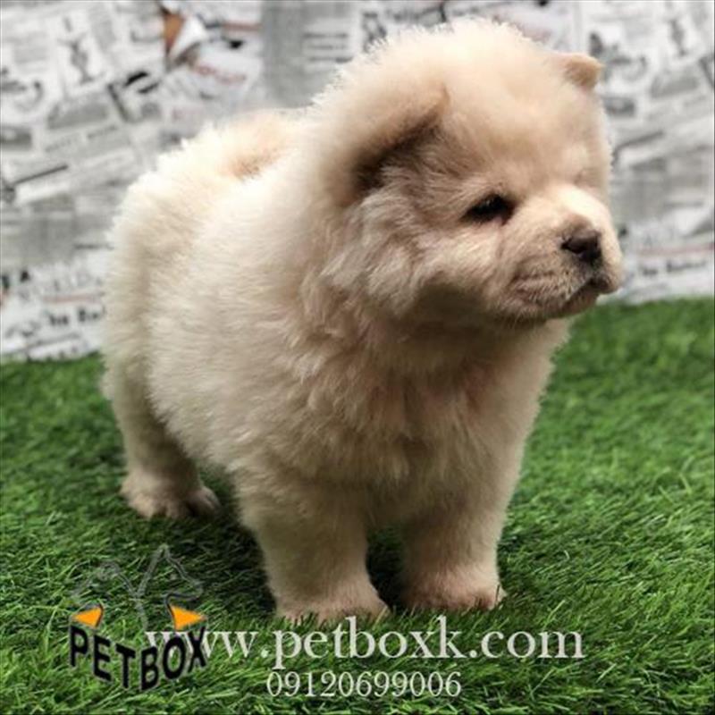 توله های زیبا و قِلقِلی چاوچاو