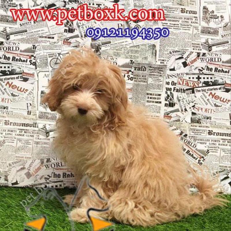 فروش توله پودل کراس طلایی و زیبا