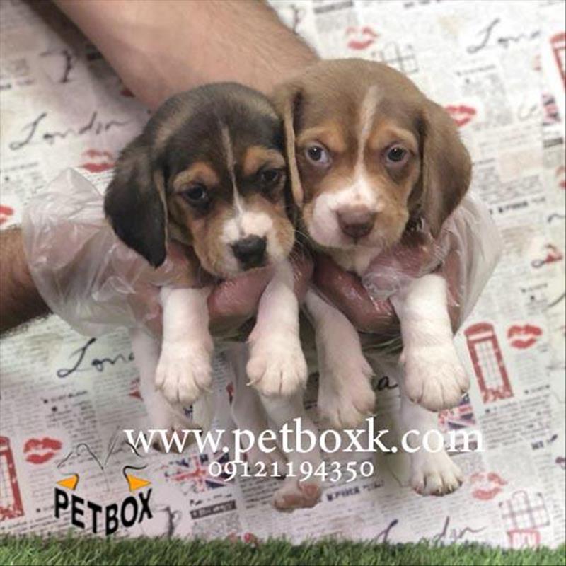 فروش توله هاى بيگل باهوش و رنگی 