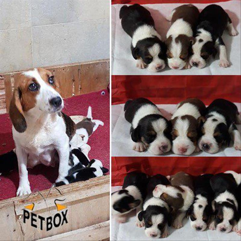 پیش فروش توله های خاص بیگل