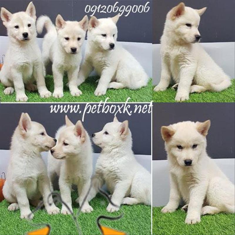 توله های گوگولی مگولی چاوسکی