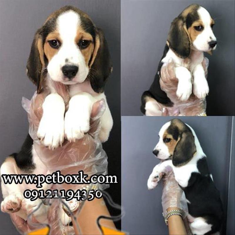 فروش توله های خاص و دوست داشتنی بیگل