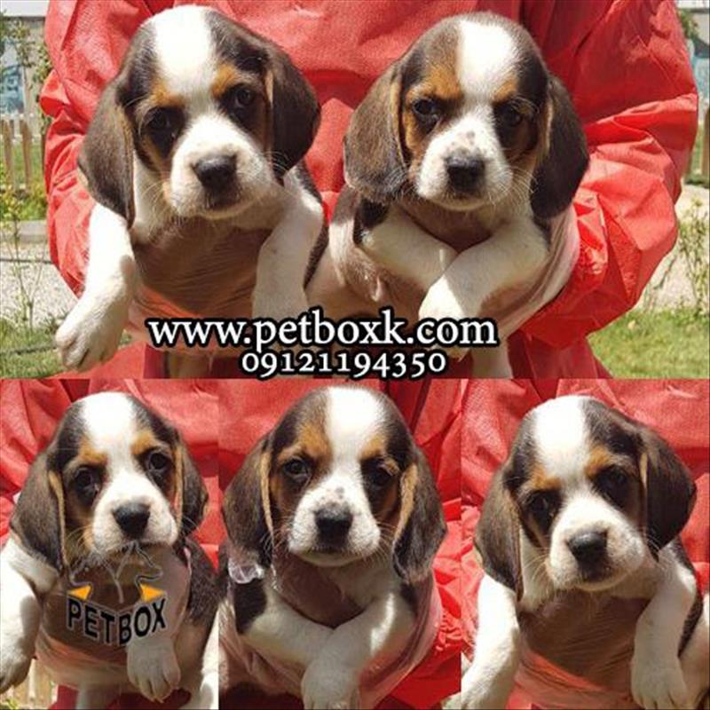 پیش فروش توله های بسیار دوست داشتنی بیگل