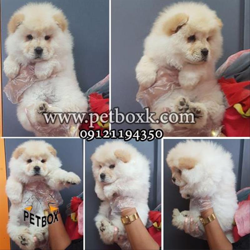 توله های چاقالو و قِلقِلی چاوچاو