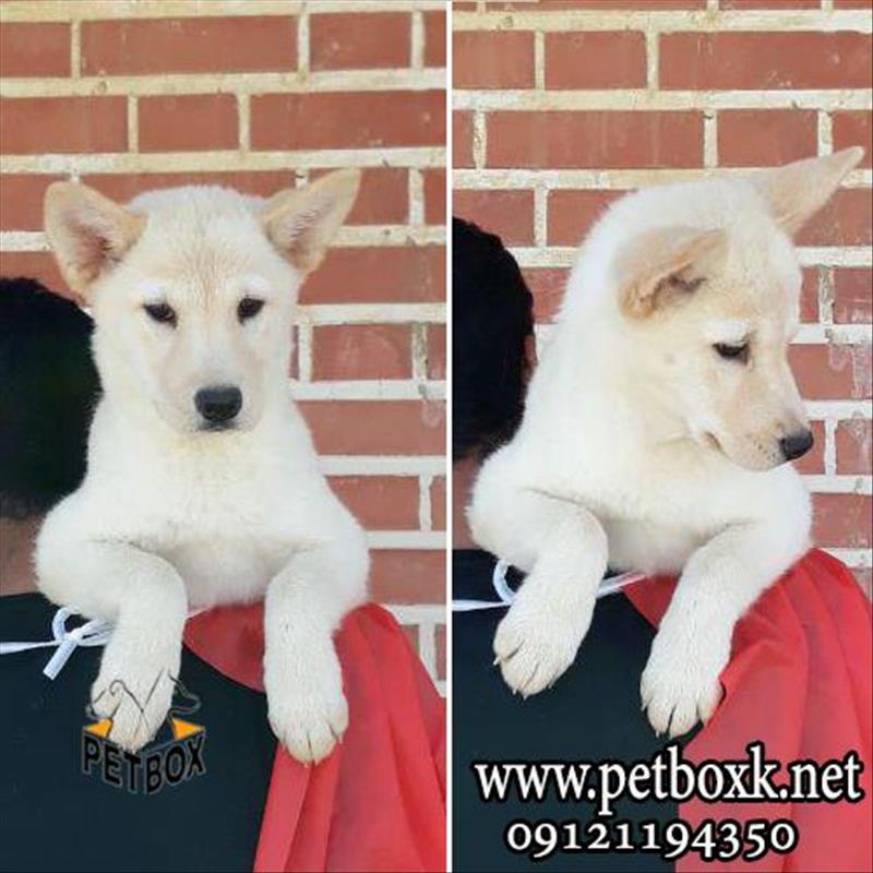 توله های زیبا از نژاد خاص چاوسکی