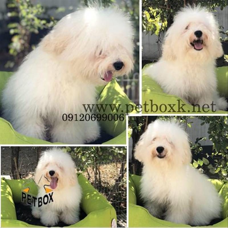 توله زیبا و بی نظیر بیچون فرایز