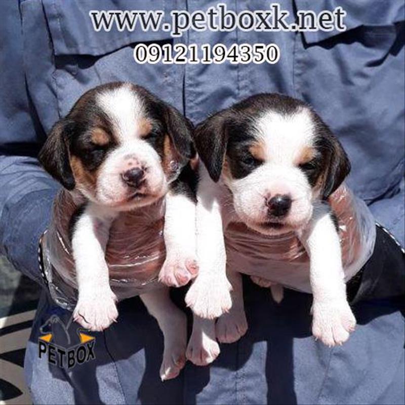 فروش توله های تری کالر بیگل