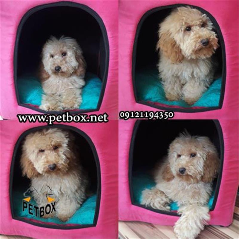 توله ی زیبا و عروسکی پودل