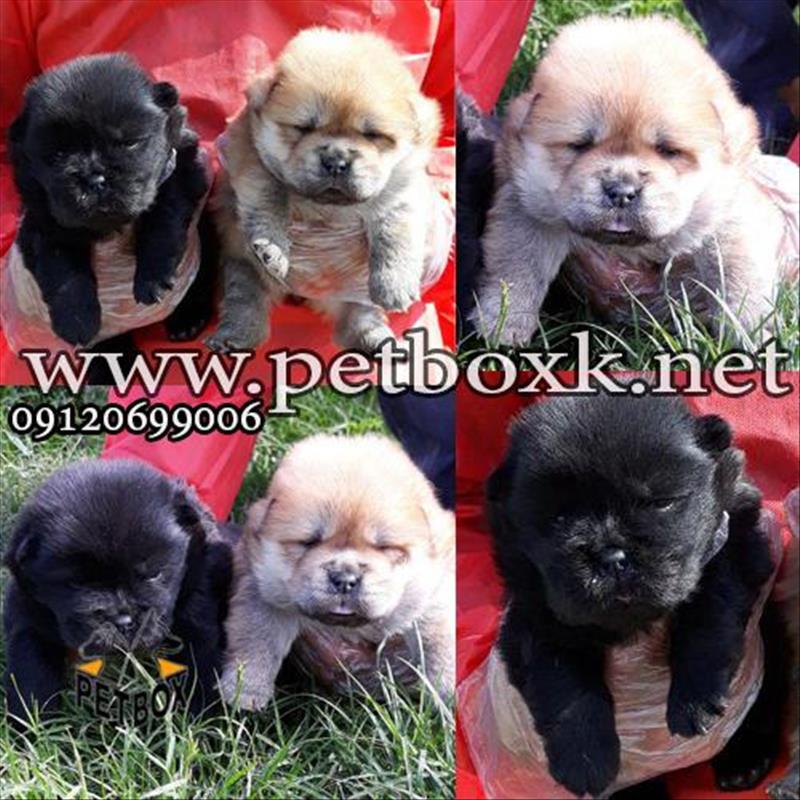 توله های زیبا و چاقالو چاوچاو