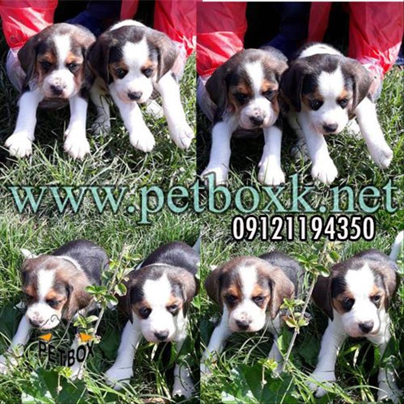 فروش توله های دوست داشتنی بیگل