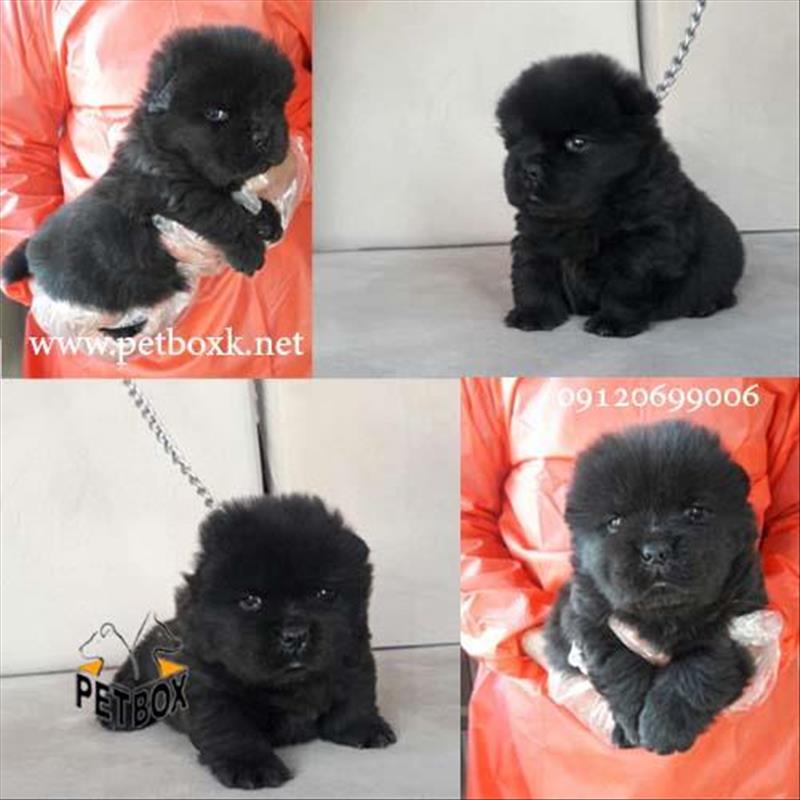 توله چاوچاو رنگ خاص مشکی