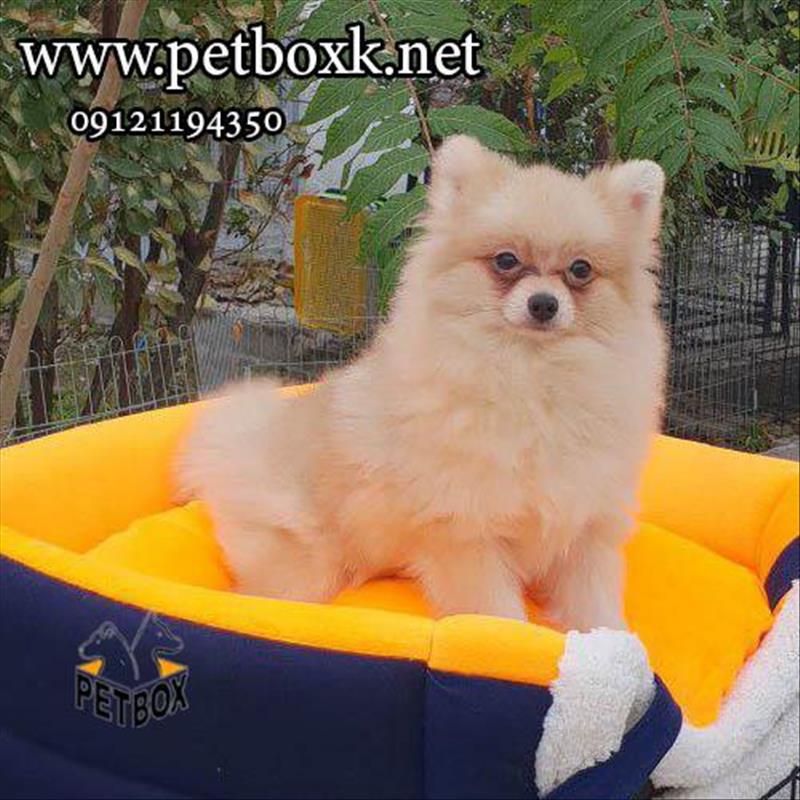 فروش توله سگ های پامرانین چمپیون وارداتی