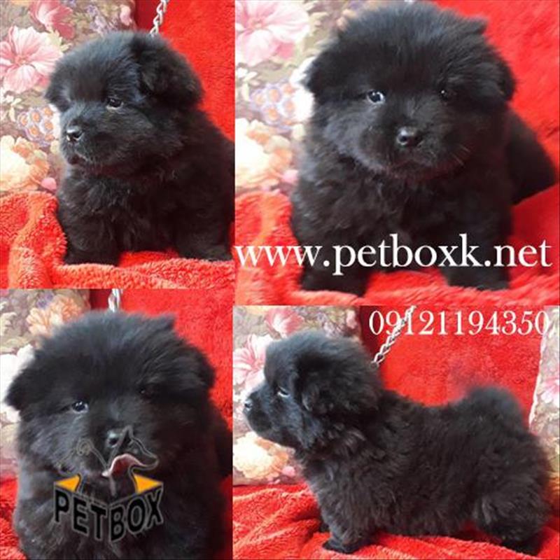 سگ چاوچاو تپلی مشکی و پرتقالی