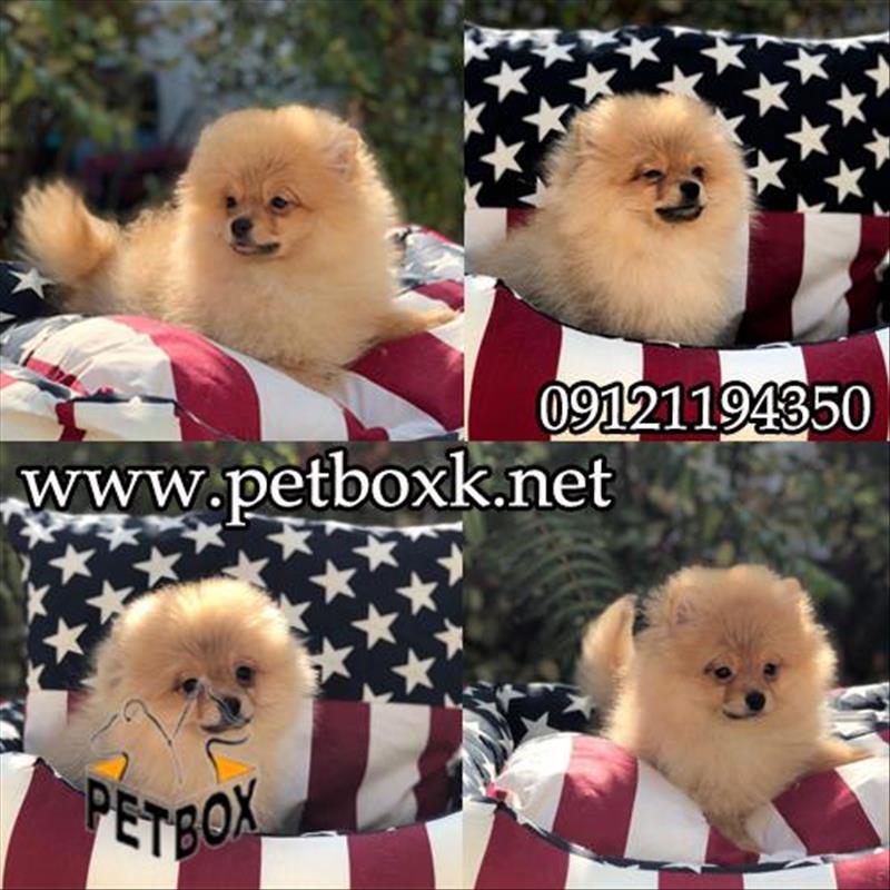 توله سگ پامرانیان وارداتی چمپیون 