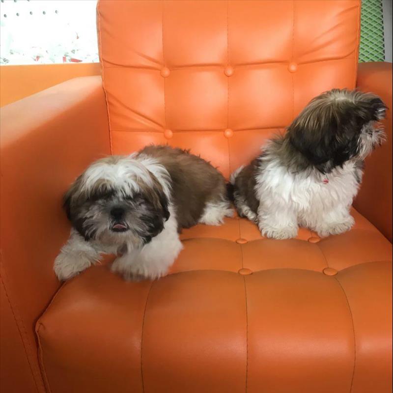 توله های سگ شیتزو