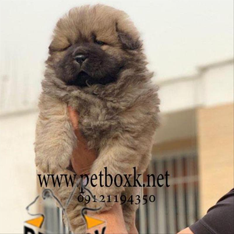 سگ چاوچاو وارداتی پرتقالی