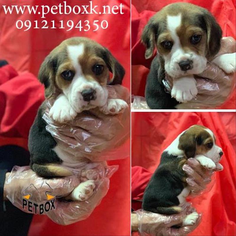 فروش و پیش فروش توله های بیگل دوست داشتنی 