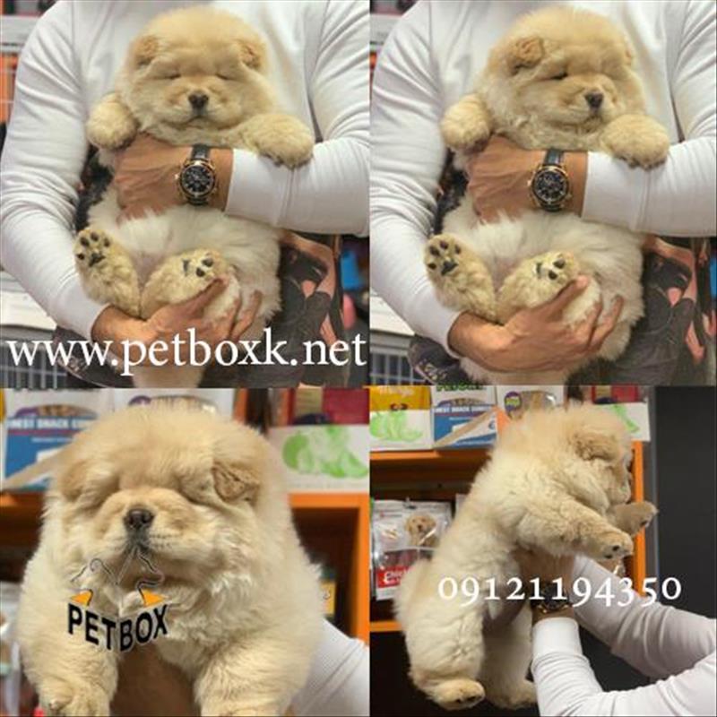 توله چاوچاو وارداتی چمپیون 