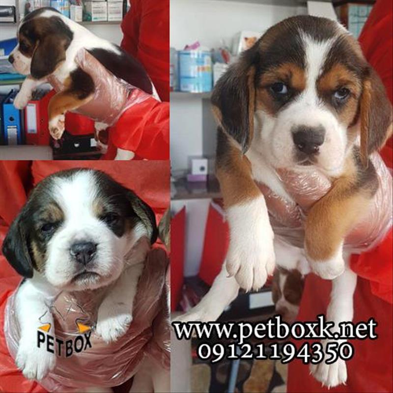 توله‌های بیگل زیبا و بازیگوش 