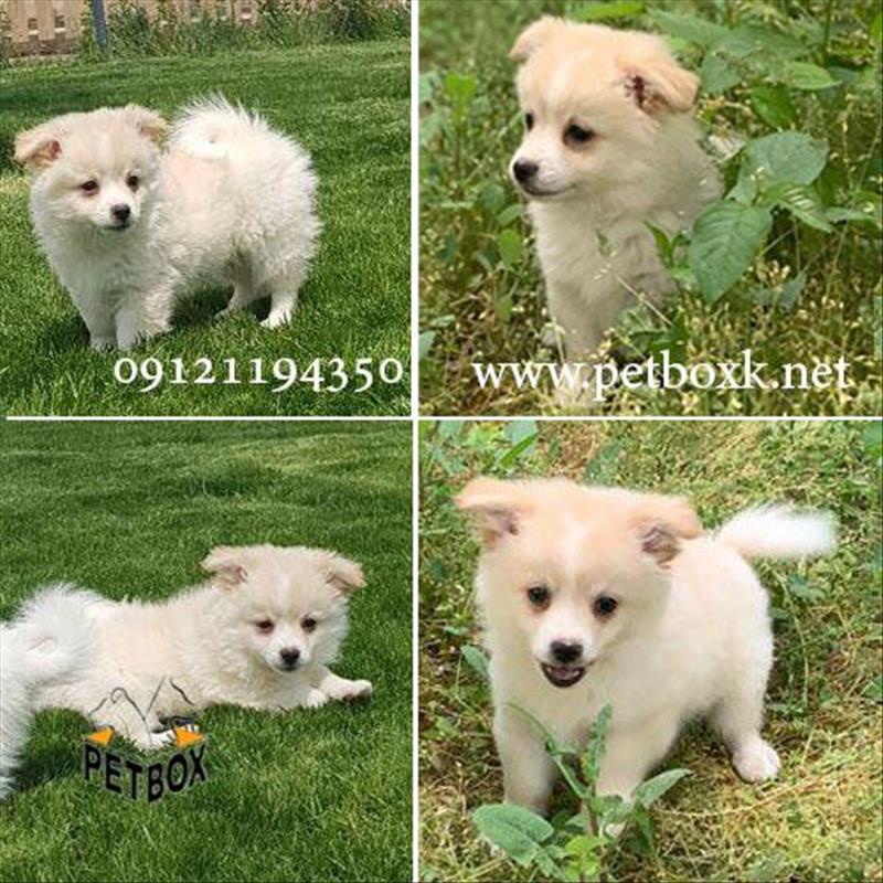 توله نر اشپیتز اصیل