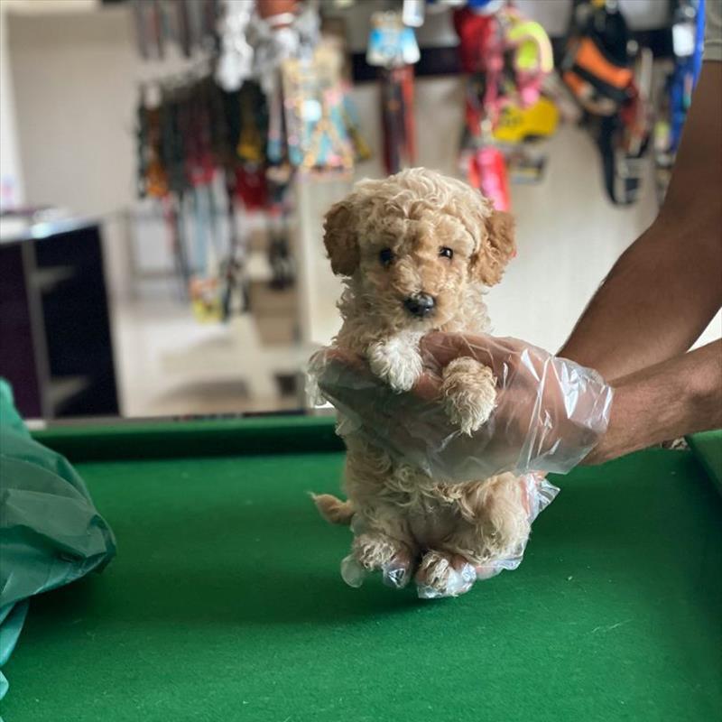 فروش توله ی پودل 