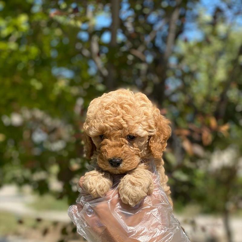 فروش توله ی پودل عروسکی 