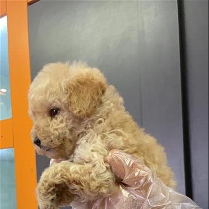 فروش توله ی پودل سایز ریز رنگ رد 