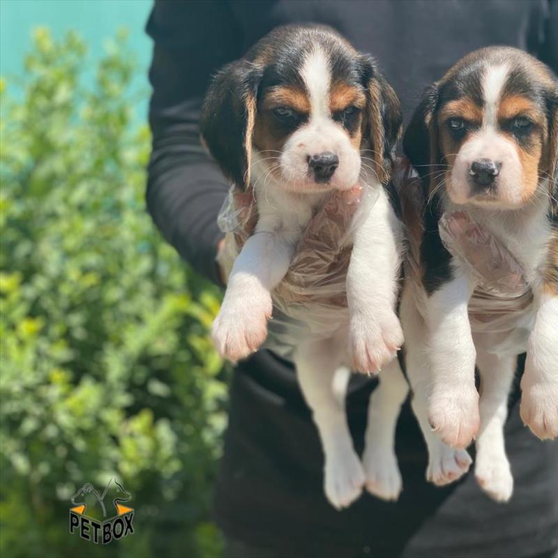 فروش سگ بیگل با رنگبندی عالی 