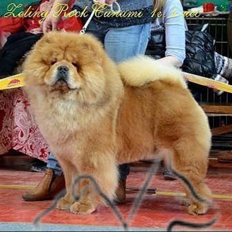 فروش توله های چاوچاو مولد مقام دار در روسیه 