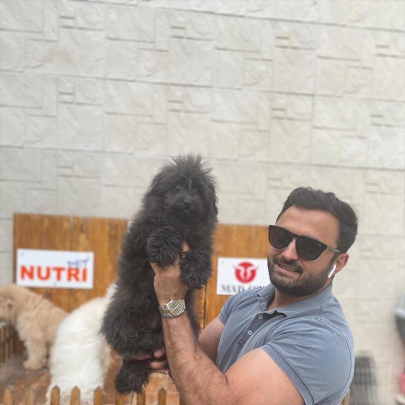 فروش توله های مینیاتور پودل