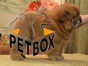 خرسی-فروش توله چاو چاو