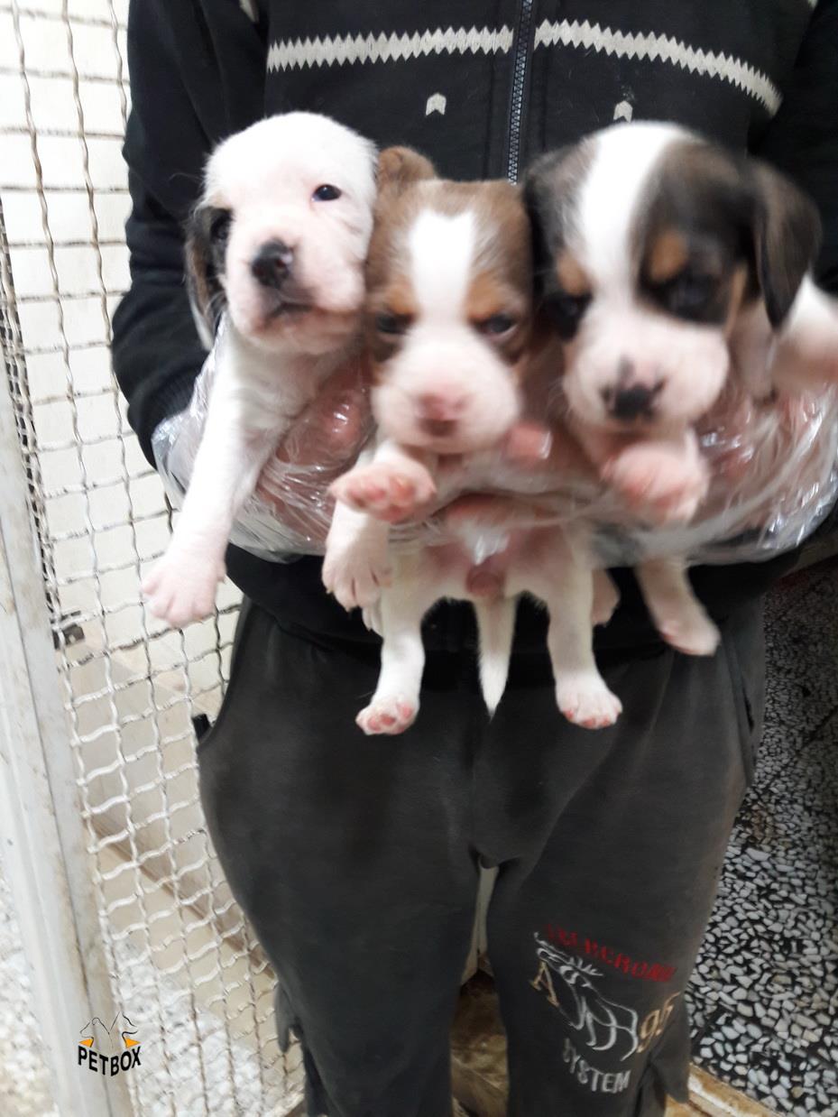 نینو -فروش توله بیگل