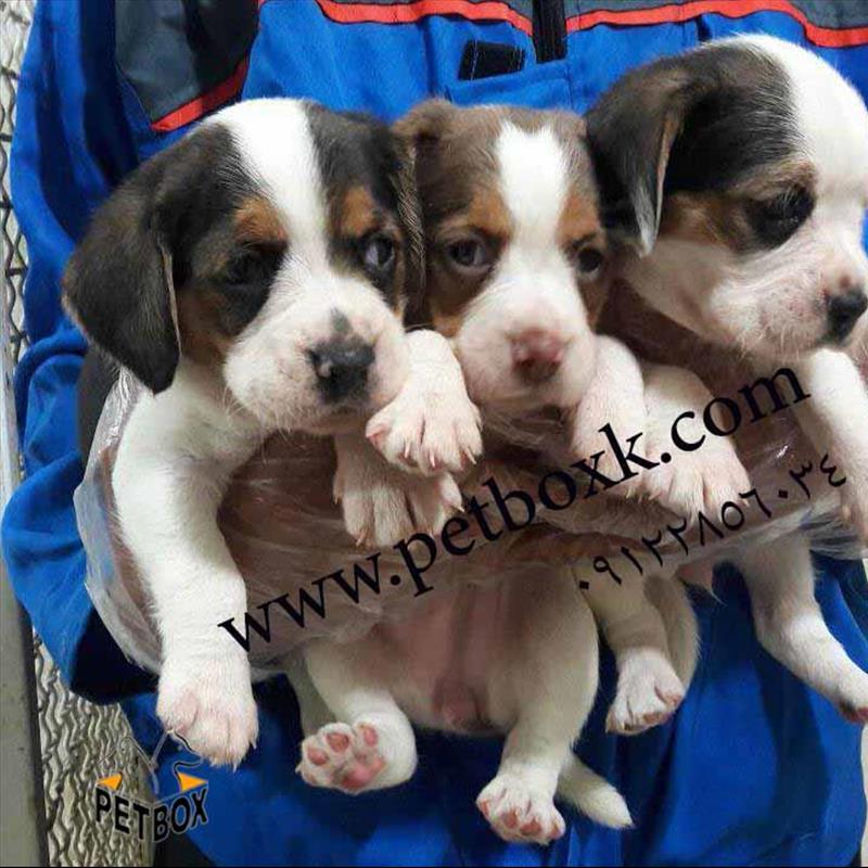 فروش بیگل های اماهه بازیگوش 