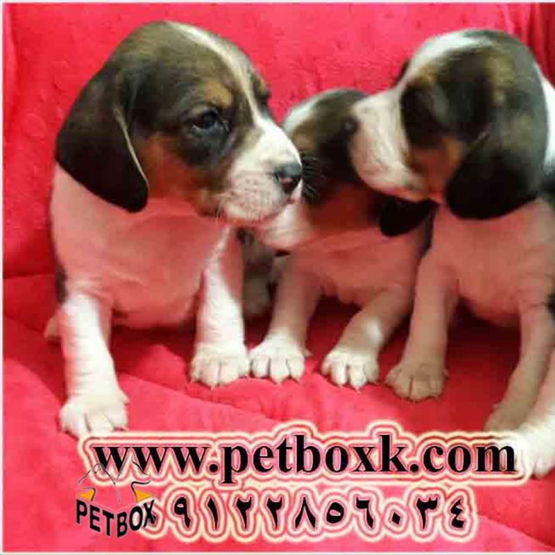 پیش فروش توله های بیگل 21 روزه نروماده