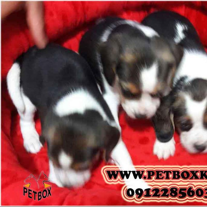 فروش بیگل 25 روزه با اصالت کامل