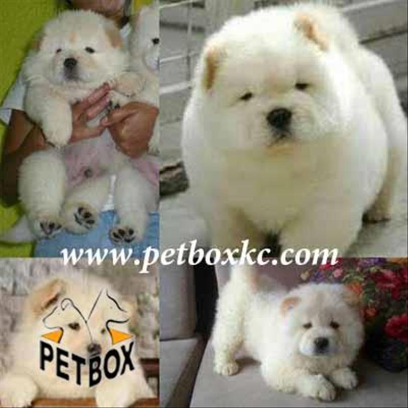 فروش چاوچاو توپولی 3 ماهه