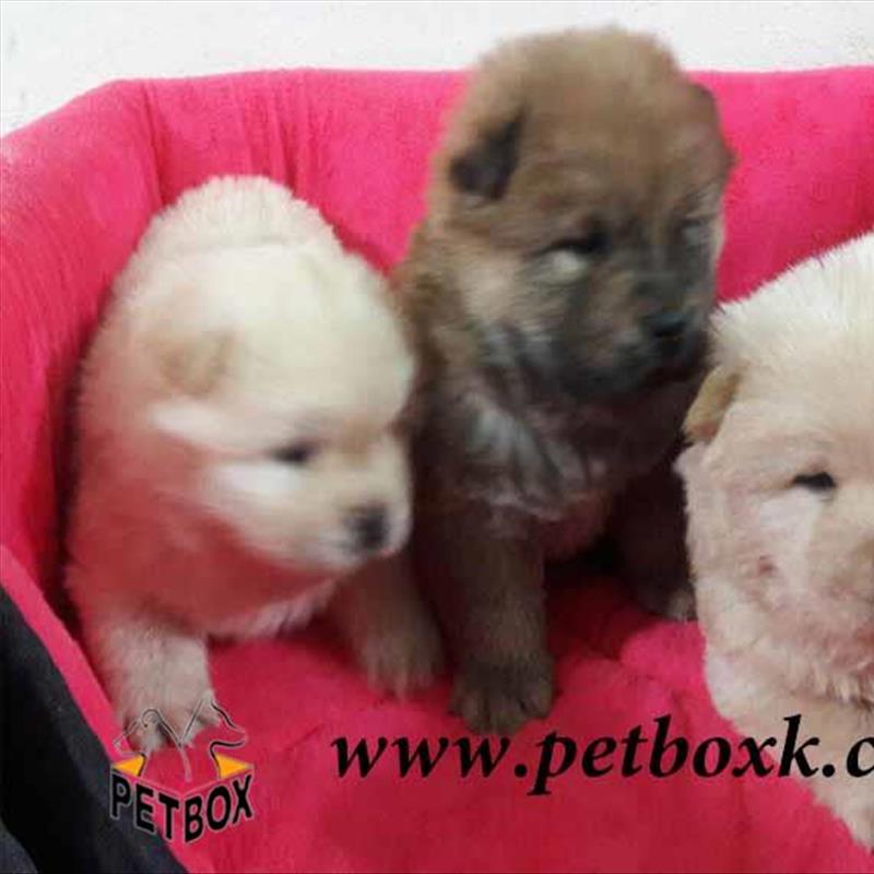  توله های چاو چاو 30 روزه 