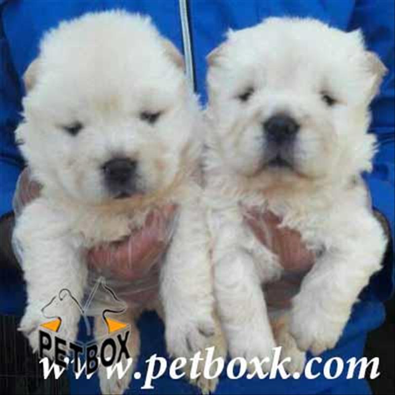 فروش چاوچاو سایز متوسط تپلی