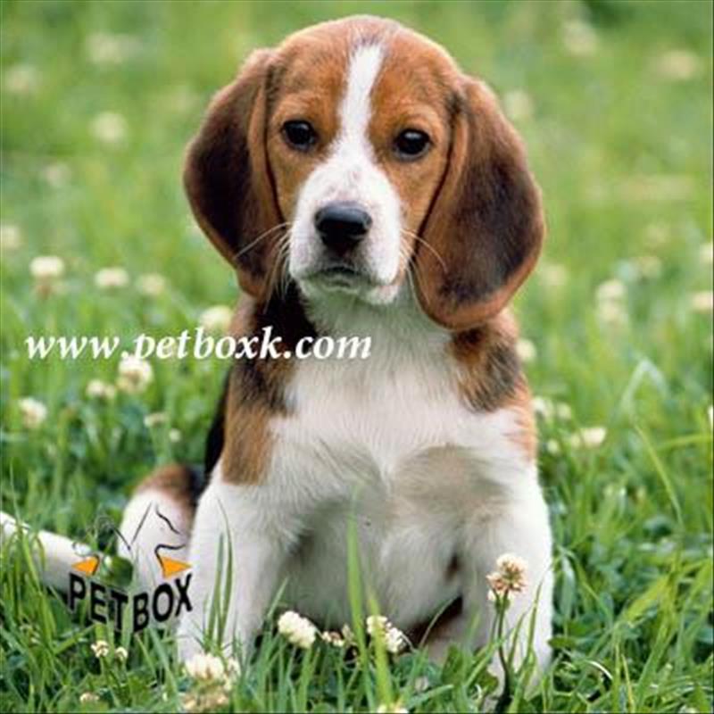  اغاز پیش فروش توله های بیگل